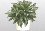 aglaonema_lg