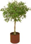 ficus