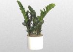 zamioculcas_lg